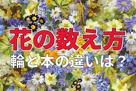 一株植物|花の数え方の単位（株/輪）・花の種類ごとの数え方